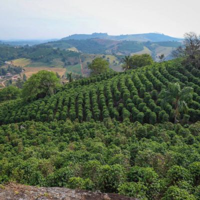 Viviana Aparecida's coffee farm in Bahia. Unlike most larger estates in Brazil, who mechanically harvest their coffee, Viviana harvests by hand so that she can select only ripe coffee cherries. Bahia, Brazil.