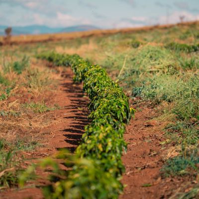 A row of new coffee plants that are probably 1 year old grows in the red fertile soil at Santa Rita de Cássia in Carmo de Minas, Brazil.