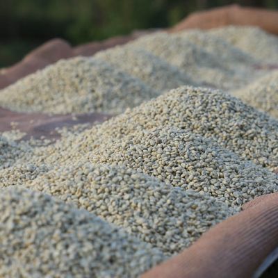 Green coffee still in its parchment layer is piled onto drying tables where it will be spread into thin layers to dry over a couple of weeks. Yagikawa, Kayanza, Burundi.