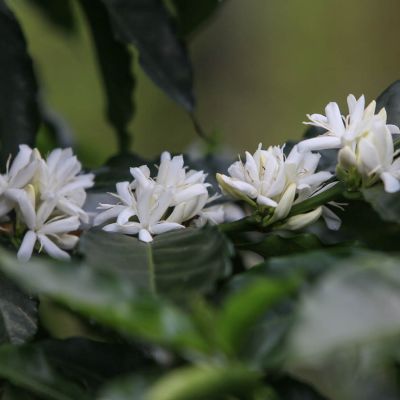 Fragrant white flowers bloom in full bloom on a coffee shrub in Cauca.