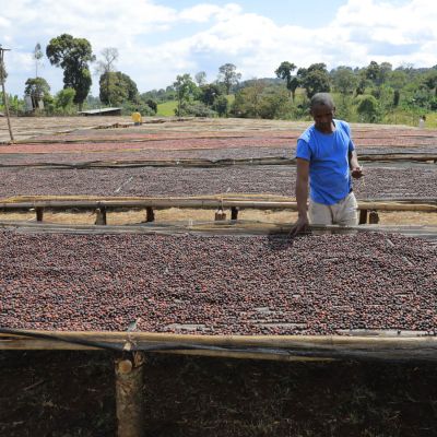 Workers pull unripe coffee cherries from the drying beds of the Goro site in Hambela Wamena, Guji Zone Ethiopia.