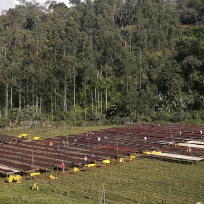 These naturals drying are likely a mix of coffee from their farm, Daye Bensa, and the outgrower coffee from Shantawene, Keramo and Bombe villages in Sidama region, Ethiopia.