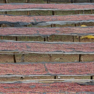 Dry process coffee cherry drying on raised African beds at a green coffee processing site in Yirga Cheffe region, Ethiopia.