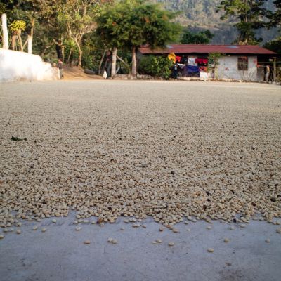 Parchment covered green coffee drying on cement patios at Finca Santa Anita in Patzún, Guatemala.