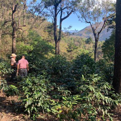 Byron Benevente (right) and his uncle Victor (left) walk us through the older part Finca La Florida where some of the green coffee shrubs have been pruned back to promote healthier production. Patzun, Guatemala.