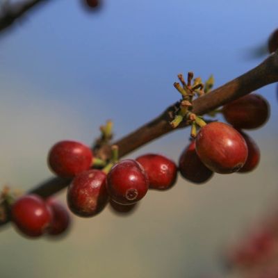 Ripe red coffee cherries ripen on a shrub at a farm in Huehuetenango, Guatemala.
