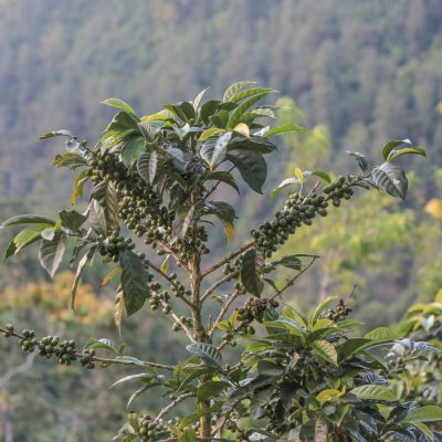 Caturra shrub filled with green coffee cherry that will ripen to a bright red over the next several weeks. At a coffee farm in Bojonalito, Huehuetenango, Guatemala.