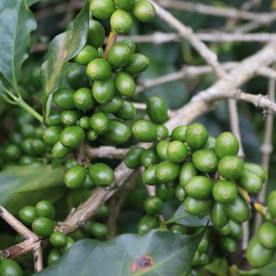 An older coffee shrub loaded with green coffee cherry during the harvest season, Peña Blanca, La Libertad, Guatemala.