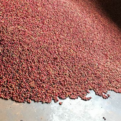 A large cement hopper is filled with ripe red coffee cherry that will be depulped down to the fruit-covered seed, moving next to fermentation tanks where the coffee is washed.