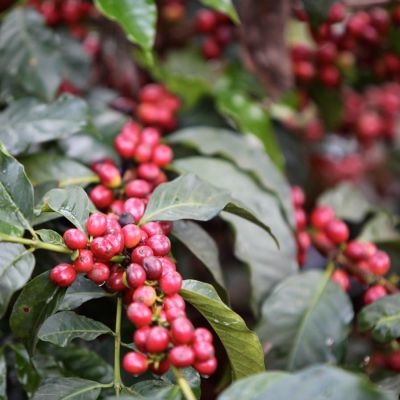 Ripe red cherry is ready to be harvested from this coffee shrub in Nyeri, Kenya.