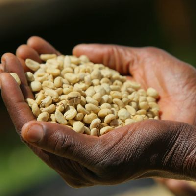A handfull of dried green coffee still inside the protective outer parchment layer at an Othaya cooperative in Nyeri, Kenya.