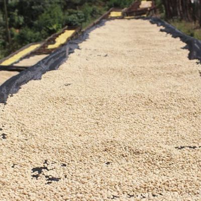 Green coffee covered in its protective parchment layer dries on raised drying beds at the Karatu washing station. Kiambu, Kenya.