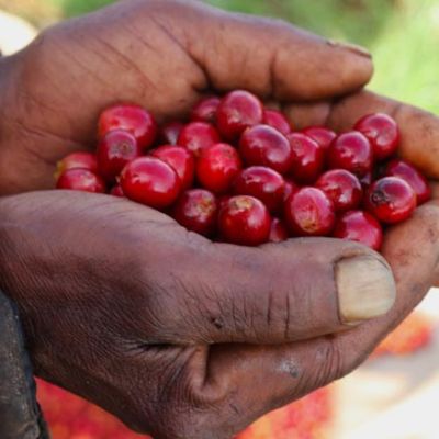The handful of coffee cherries this farmer shows us looks to be practically uniform in bright red color and ripeness. Karatu Factory, Thika, Kiambu, Kenya.