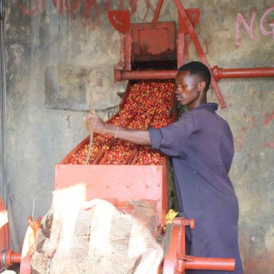 A worker operates the 3-disc depulper used to remove the ripe cherries and fruit from the green coffee seeds. Ngerwe Factory, Embu County, Kenya.
