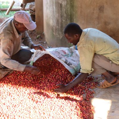 Farmers sort out any unripe coffee cherries before processing to the green coffee seed. This is an important step in quality and cup consistency. Gikirima Factory, Embu, Kenya.