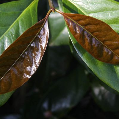 Small bronze leaves grow in front of the wide green coffee leaves on a Java cultivar shrub in Matagalpa, Nicaragua (this is not from Los Altiplanos in Jinotega, but rather, Buenos Aires, another farm we buy coffee from).