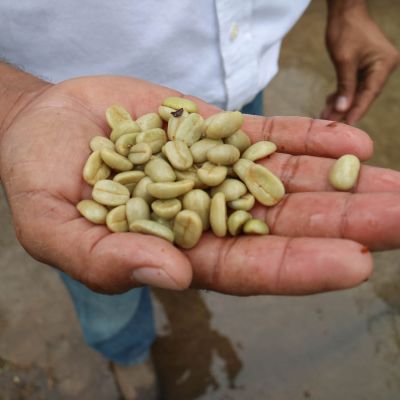 Olman from Cafetalera Buenos Aires holds out a handful of green Maracaturra coffee seeds straight from the washing channels, and before drying on raised beds. Dipilto, Nicaragua.