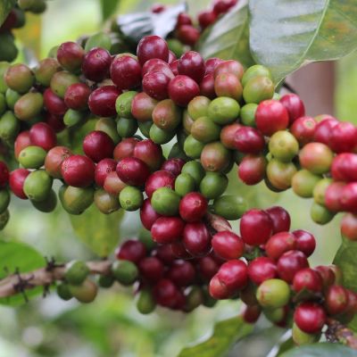 Coffee cherries ripening from light green to a deep red color at a farm in Alto Pirias, Chirinos, Peru.