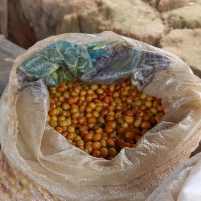 Ripe yellow coffee cherries are bagged up and ready for processing at the home of a coffee producer in El Diamante, Haubal, Peru.