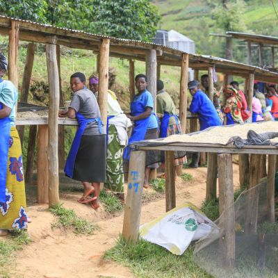 After fermentation, the parchment-lined green coffee is moved to what are called "skin drying tables", where most of the exterior water drips away, and where workers identify defects that are most obvious when the coffee is still wet. Karongi, Rwanda.