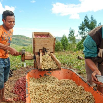 Coffee farmers depulping coffee cherries in a homemade pulper machine made from wood. Timor Leste.