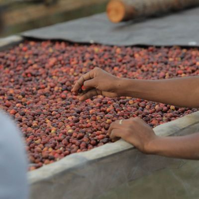 Red coffee cherries drying on raised beds at a site in Haupu, Letefoho. This is not the Daurfusu site, but affiliated, and nearby in Timor Leste.