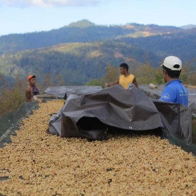 Workers uncover honey process coffee drying on raised beds at a coffee site in Timor Leste. This is not Daurfusu, which we have not visited, but at the Lutlala green coffee site. 