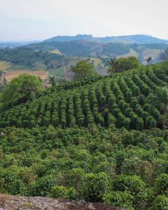 Viviana Aparecida's coffee farm in Bahia. Unlike most larger estates in Brazil, who mechanically harvest their coffee, Viviana harvests by hand so that she can select only ripe coffee cherries. Bahia, Brazil.