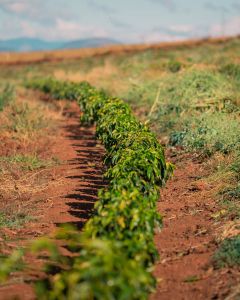A row of new coffee plants that are probably 1 year old grows in the red fertile soil at Santa Rita de Cássia in Carmo de Minas, Brazil.