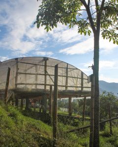 A covered parabolic coffee drying room is raised off the ground on stilts so that air can flow beneath the coffee too. Inzá, Cauca.