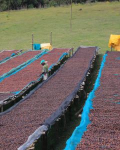 The raised beds at the Wolenso Dabessa site are full with whole coffee cherry that was recently laid to dry. This is "dry process" coffee, and will take 2-3 weeks to dry to the desired moisture level of 11%. Limu, Ethiopia.