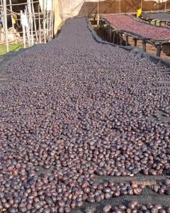 Whole coffee cherries dry on raised beds in Gerba Doku region. This is actually from a nearby coffee site, as we have not visited the one where Fitsume was processed yet. Gerba Doku, Guji Zone, Ethiopia.