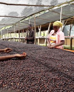 Workers picking out visible defect coffee cherry at one of the Shantawene process sites, Bombe mountain region