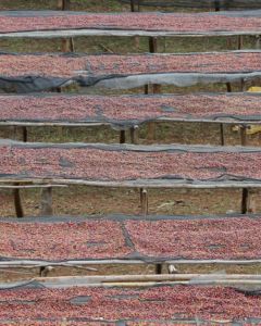 Dry process coffee cherry drying on raised African beds at a green coffee processing site in Yirga Cheffe region, Ethiopia.