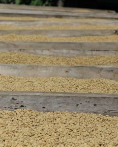 Green coffee still in its layer of parchment dries on raised tables at the site of Albertus and Reti in Bajawa, Flores.