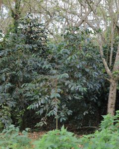 Coffee trees with green and red fruit at a farm in Wolo Bobo region, Flores.