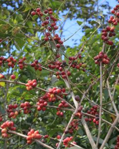 Red Bourbon coffee cultivar growing at the San Diego Buena Vista farm in Acatenango, Guatemala.