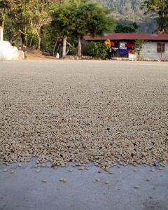 Parchment covered green coffee drying on cement patios at Finca Santa Anita in Patzún, Guatemala.