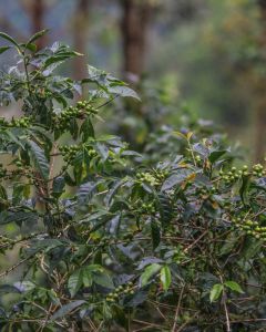 The branches on this Caturra tree are completely packed with ripening coffee cherry, the deepest red looking ready to harvest. Farm tours in San Pedro Necta, Guatemala.