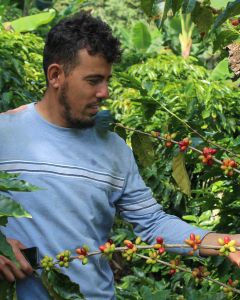Edwin Ever Sabillon shows the green and red coffee cherries ripening on one of his Parainema shrubs at his farm, El Plan, in Las Flores, Santa Barbara, Honduras.