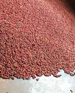 A large cement hopper is filled with ripe red coffee cherry that will be depulped down to the fruit-covered seed, moving next to fermentation tanks where the coffee is washed.