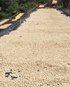 Green coffee covered in its protective parchment layer dries on raised drying beds at the Karatu washing station. Kiambu, Kenya.