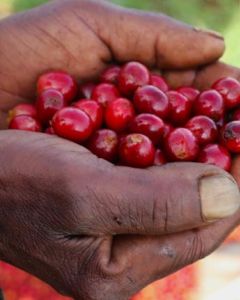 The handful of coffee cherries this farmer shows us looks to be practically uniform in bright red color and ripeness. Karatu Factory, Thika, Kiambu, Kenya.
