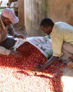 Farmers sort out any unripe coffee cherries before processing to the green coffee seed. This is an important step in quality and cup consistency. Gikirima Factory, Embu, Kenya.