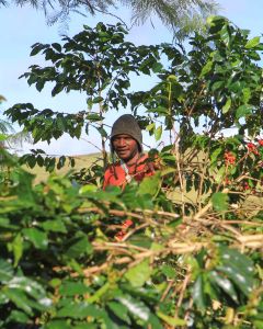 A farmer picks the ripe coffee cherries at the Baroida farm in Eastern Highlands region, Papua New Guinea.