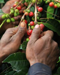 Farmers pick the ripest cherries that are a deep red color, leaving behind the green coffee to ripen. This is in the Tairora, Eastern Highlands, Papua New Guinea.