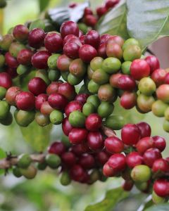 Coffee cherries ripening from light green to a deep red color at a farm in Alto Pirias, Chirinos, Peru.