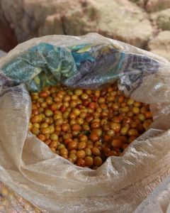 Ripe yellow coffee cherries are bagged up and ready for processing at the home of a coffee producer in El Diamante, Haubal, Peru.