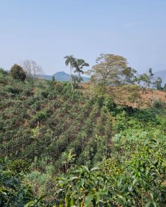 Green coffee plants growing on a steep hillside in El Diamante, Peru.