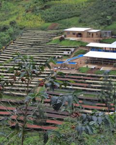 The colorful array of both wet and dry processed green coffee laid to dry on raised beds that mark the hillside at the Gitwe farmer's washing station in Nyamasheke, Rwanda.